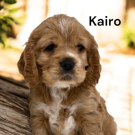 puppy, for, sale, Cocker Spaniel, Joe & Cherri  Overlease, dog, breeder, Miller, MO, dog-breeder, puppy-for-sale, forsale, nearby, find, puppyfind, locator, puppylocator, aca